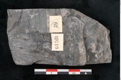 Foto (Detailansicht) von Odontopteris minor Brongniart (NHMW-GEO-2024-0188-10719)